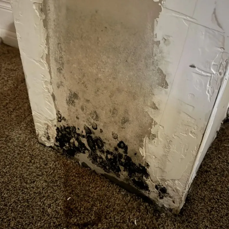 Professional Mold Removal in Wymore, NE